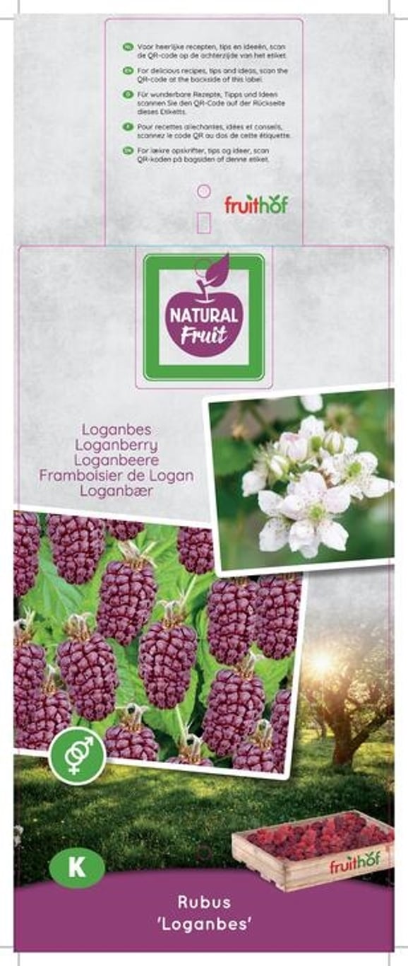 Rubus log. Loganberry - C7,5 125-150 CM